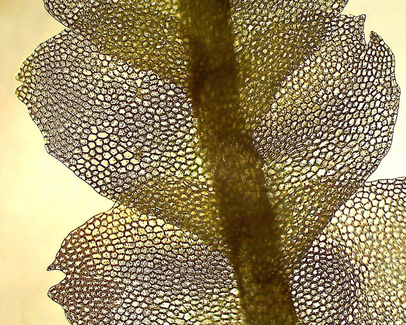 Calypogeia sphagnicola